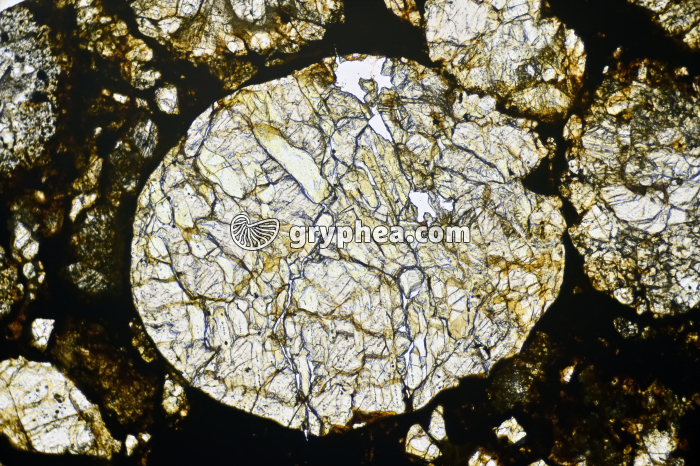 Météorite (Chondrite de type LL) LPNA x16 - gryphea.com